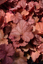 Tayberry Coral Bells (Heuchera 'Tayberry') at Lakeshore Garden Centres