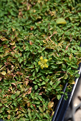 Minutissima Minature Moneywort (Lysimachia japonica 'Minutissima') at Lakeshore Garden Centres