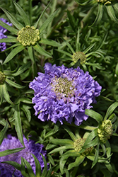 Blue Note Pincushion Flower (Scabiosa columbaria 'Blue Note') at A Very Successful Garden Center