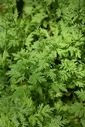 Sweet Wormwood (Artemisia annua) at Stonegate Gardens