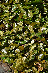 Variegated Asian Jasmine (Trachelospermum asiaticum 'Variegatum') at A Very Successful Garden Center