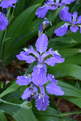 Rooftop Iris (Iris tectorum) at A Very Successful Garden Center