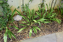 Nagoya Stars Cast Iron Plant (Aspidistra oblanceifolia 'Nagoya Stars') at A Very Successful Garden Center