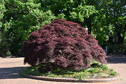 Purple-Leaf Threadleaf Japanese Maple (Acer palmatum 'Dissectum Atropurpureum') at A Very Successful Garden Center
