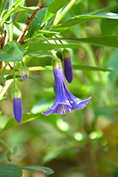 Good Blue Iochroma (Iochroma australe 'Good Blue') at A Very Successful Garden Center