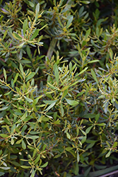 Strawberry Shortcake Southern Wax Myrtle (Myrica cerifera 'Strawberry Shortcake') at Lakeshore Garden Centres