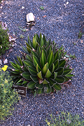 Thorn Crested Century Plant (Agave lophantha) at Stonegate Gardens