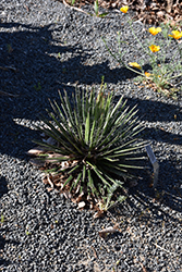 Chahuiqui Agave (Agave multifilifera) at A Very Successful Garden Center