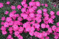 Vivid Bright Light Pinks (Dianthus 'Uribest52') at A Very Successful Garden Center