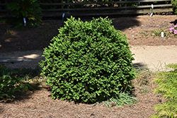 Gordo Boxwood (Buxus 'Conrowe') at A Very Successful Garden Center