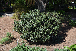 Chestnut Hill Cherry Laurel (Prunus laurocerasus 'Chestnut Hill') at Stonegate Gardens