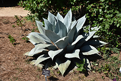 Frosty Blue Whale's Tongue Agave (Agave ovatifolia 'Frosty Blue') at Lakeshore Garden Centres