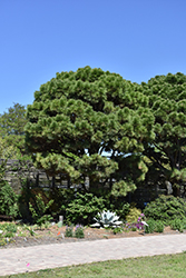Loblolly Pine (Pinus taeda) at Stonegate Gardens