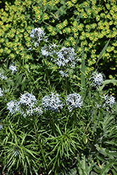 Butterscotch Blue Star (Amsonia hubrichtii 'Butterscotch') at Green Thumb Garden Centre