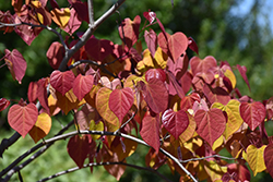 Flame Thrower Redbud (Cercis canadensis 'NC2016-2') at Lakeshore Garden Centres