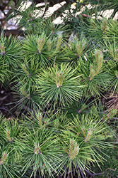 Vibrant Japanese Red Pine (Pinus densiflora 'Vibrant') at A Very Successful Garden Center