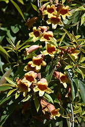 Cross Vine (Bignonia capreolata) at Stonegate Gardens