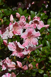 Encore Autumn Sunburst® Azalea (Rhododendron 'Roblet') at Stonegate Gardens