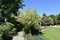Variegated Cornelian Cherry Dogwood (Cornus mas 'Variegata') at A Very Successful Garden Center
