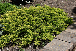 Golden Pacific Shore Juniper (Juniperus conferta 'sPg-3-016') at A Very Successful Garden Center