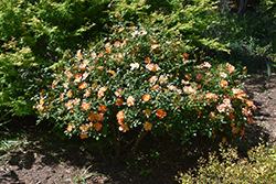 Oso Easy Paprika Rose (Rosa 'ChewMayTime') at Stonegate Gardens