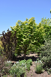 Amber Glow Dawn Redwood (Metasequoia glyptostroboides 'WAH-08AG') at Lakeshore Garden Centres