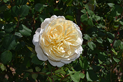 Crocus Rose (Rosa 'Crocus') at Stonegate Gardens