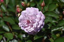 Head Over Heels Rose (Rosa 'BAIeels') at Lakeshore Garden Centres