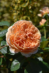 Crown Princess Margareta Rose (Rosa 'Crown Princess Margareta') at A Very Successful Garden Center