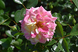 Music Box Rose (Rosa 'BAIbox') at A Very Successful Garden Center