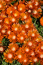 Ocean Sunset Orange Vibe Ice Plant (Delosperma 'T18-2') at A Very Successful Garden Center