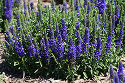 Vespers Blue Speedwell (Veronica 'Vespers Blue') at A Very Successful Garden Center