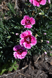 EverBloom Plum Glory Pinks (Dianthus 'Plum Glory') at Stonegate Gardens