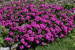 Homestead Hot Pink Verbena (Verbena 'Homestead Hot Pink') at A Very Successful Garden Center