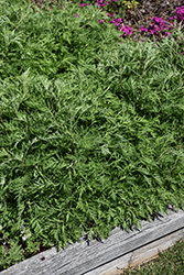 SunFern Arcadia Russian Wormwood (Artemisia gmelinii 'Balfernarc') at A Very Successful Garden Center