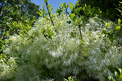 White Knight Fringetree (Chionanthus virginicus 'White Knight') at A Very Successful Garden Center