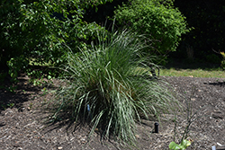Wright's Dropseed (Sporobolus wrightii) at Stonegate Gardens