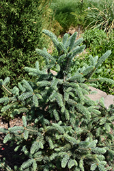 Skinny Blue Genes Black Hills Spruce (Picea glauca 'Westervelt') at A Very Successful Garden Center