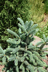 Skinny Blue Genes Black Hills Spruce (Picea glauca 'Westervelt') at Lakeshore Garden Centres