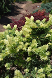 Gebelle's Golden Spring Colorado Spruce (Picea pungens 'Gebelle's Golden Spring') at A Very Successful Garden Center