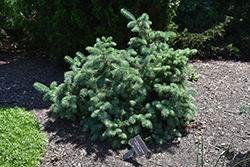 Candelabra Spruce (Picea likiangensis var. montigena) at A Very Successful Garden Center