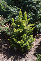 Maymont Gold Juniper (Juniperus chinensis 'Maymont Gold') at Stonegate Gardens