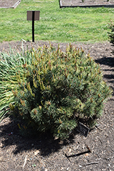 KBN Gold Scotch Pine (Pinus sylvestris 'KBN Gold') at A Very Successful Garden Center