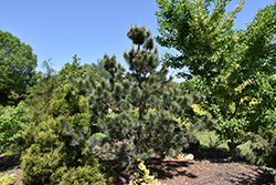 Foxtail Southwestern White Pine (Pinus strobiformis 'Foxtail') at A Very Successful Garden Center