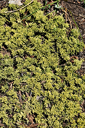 Maiden Gold Juniper (Juniperus horizontalis 'Maiden Gold') at Lakeshore Garden Centres