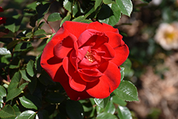 Como Park Rose (Rosa 'Como Park') at Stonegate Gardens