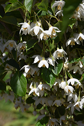 Spring Showers Japanese Snowbell (Styrax japonicus 'Spring Showers') at A Very Successful Garden Center