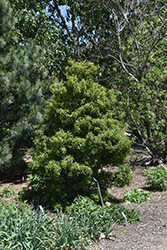 Nasa Holly (Ilex x attenuata 'Nasa') at A Very Successful Garden Center