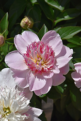 Do Tell Peony (Paeonia 'Do Tell') at A Very Successful Garden Center