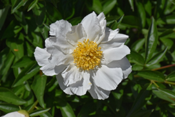 Krinkled White Peony (Paeonia 'Krinkled White') at The Mustard Seed